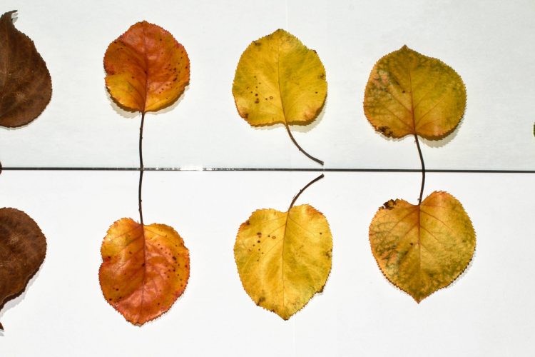 shift patterns explained by Papershift